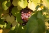 Winogron winorośl bezpestkowy Einset Seedless - ODMIANA NA RODZYNKI Vitis vinifera 'Einset seedless' 10
