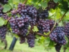 Winogron winorośl bezpestkowy Einset Seedless - ODMIANA NA RODZYNKI Vitis vinifera 'Einset seedless' 11