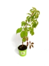 Winobluszcz pięciolistkowy - kolorowe pnącze Parthenocissus quinquefolia 9