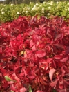 Winobluszcz pięciolistkowy - kolorowe pnącze Parthenocissus quinquefolia 2