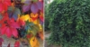 Winobluszcz pięciolistkowy - kolorowe pnącze Parthenocissus quinquefolia 3