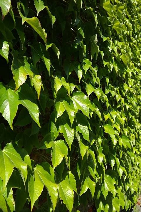 Winobluszcz trójklapowy VEITCHII - idealne na murki i podpory Parthenocisius trinquefolia 'Veitchii' 3
