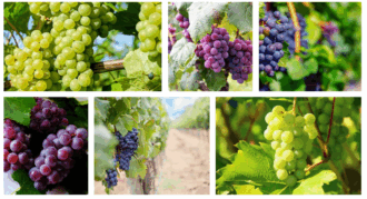 Winogron winorośl promocja mix odmian Winogron winorośl promocja mix odmian 1