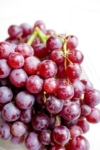 Winogron winorośl promocja mix odmian Winogron winorośl promocja mix odmian 4