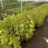 Winogron Winorośl Leon Millot Niebieska - ODMIANA PROFESJONALNA Vitis vinifera 'Leon Millot' 6
