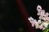 Lilak pospolity General Pershing - JASNA BIEL Syringa vulgaris 'General pershing' 4