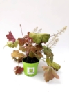 Żurawka Ginger Ale Heuchera 'Ginger Ale' 2