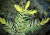 Cis Wojtek - idealny na żywopłoty Taxus baccatta 'Wojtek' 3