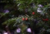 Cis HICKSII - Elegancka roślina na żywopłoty Taxus baccatta 'Hicksii' 3