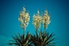 Jukka karolińska - wieloletnia sadzonka C5 Yucca filamentosa C5 8
