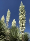 Jukka karolińska - wieloletnia sadzonka C5 Yucca filamentosa C5 7