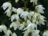 Juka Golden Heart - żółta złota odmiana Yucca filamentosa 'Golden heart' 4
