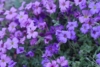 Żagwin ogrodowy 'Audrey Mid Blue' (Aubrieta cultorum) - FIOLETOWY Aubrieta cultorum 'Audrey mid blue' 4
