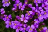 Żagwin Ogrodowy Audrey Blue Shades fioletowy dywan Aubrieta cultorum'Audrey blue shades' 4