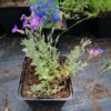 Żagwin ogrodowy 'Cascade Rot' (Aubrieta cultorum) - CZERWONY Aubrieta cultorum 'Cascade rot' 3