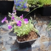 Żagwin ogrodowy 'Cascade Rot' (Aubrieta cultorum) - CZERWONY Aubrieta cultorum 'Cascade rot' 2