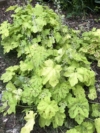 Żurawka World Caffe Romano - heuchera- Złota odmiana Heuchera 'World Caffe Romano' 2