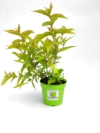 Krzewuszka cudowna ALBA - 40cm Weigela florida 'Alba' 3