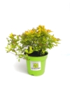 Tawuła japońska Little princess - piękna puszysta odmiana Spiraea japonica 'Little princess' 2