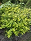 Berberys pośredni Dual Jewel - UNIKATOWA ODMIANA Berberis Thunbergii 'Dual Jewel' 4