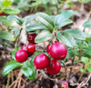 Żurawina wielkoowocowa Howes - IDEALNA NA POCZĄTEK Vaccinium macrocarpon 'Howes' 5