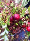 Żurawina wielkoowocowa Early Black - NAJWCZEŚNIEJSZA ODMIANA Vaccinium macrocarpon 'Early Black' 3