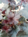 Żurawka Chocolate Ruffles - Ciemna Heuchera 'Chocolate Ruffles' 2