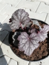 Żurawka "Can-Can"© 20-30cm c2 (Heuchera"Can-Can") Heuchera "Can-Can" 1