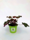 Żurawka Heuchera Crimson Curls - Różowa odmiana Heuchera 'Crimson Curls' 2