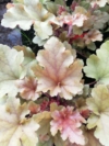 Żurawka "Brown Sugar"© 20-30cm c2 (Heuchera"Brown Sugar") Heuchera "Brown Sugar" 3