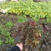 Żurawka Chocolate Ruffles - Ciemna Heuchera 'Chocolate Ruffles' 4