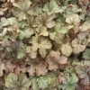 Żurawka "Can-Can"© 20-30cm c2 (Heuchera"Can-Can") Heuchera "Can-Can" 2