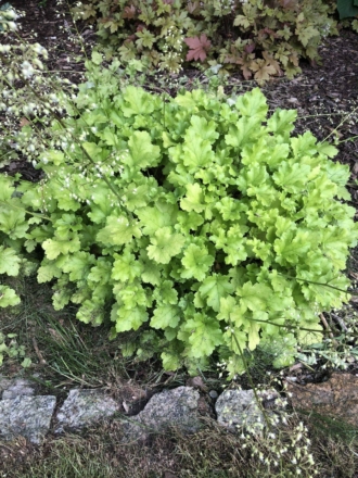Żurawka Lime Marmalade Heuchera 'Lime Marmalade' 1