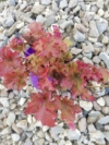 Żurawka Heuchera Crimson Curls - Różowa odmiana Heuchera 'Crimson Curls' 4