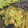 Żurawka World Caffe Romano - heuchera- Złota odmiana Heuchera 'World Caffe Romano' 3