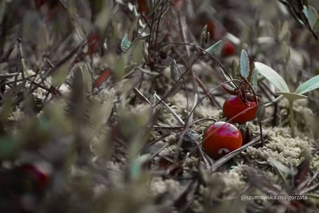 Żurawina wielkoowocowa Howes - IDEALNA NA POCZĄTEK Vaccinium macrocarpon 'Howes' 3