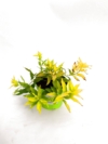 Żylistek mieszańcowy Aurea - złote liście Deutzia x hybrida 'Aurea ' 2