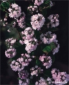 Żylistek mieszańcowy Pink-Pom-Pom - różowy Gęsty Deutzia x hybrida ' Pink-Pom-Pom' 4